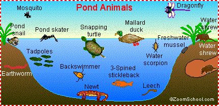 all sorts of diagrams etc for science activities for kids Pond Life Theme, Pond Habitat, Pond Animals, Pond Life, Kindergarten Science, Preschool Science, Animal Habitats, Forest School, Preschool Theme