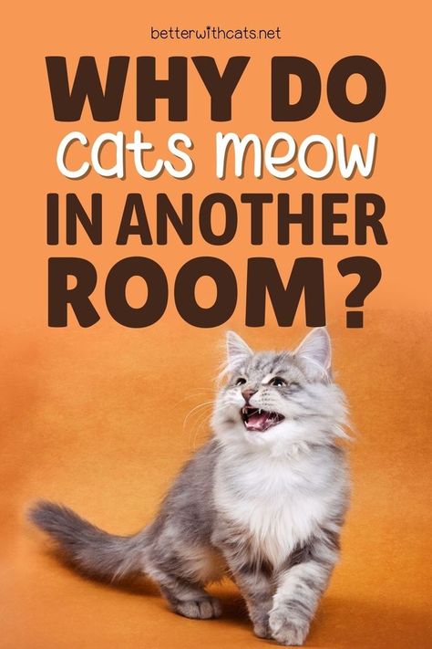 Are you curious to know, why do cats meow in another room? Well, we have 10 good reasons why they do it and what this specific meowing means! Cat Behavior Facts, Spoiled Cats, Soft Kitty Warm Kitty, Cat In Heat, Cat Ages, Cat Info, Cat Hacks, Cat Garden, Cat Parenting