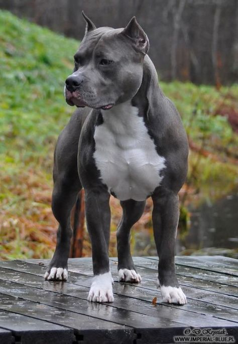 35 Pictures That Will Restore Your Faith In Pit Bull Terriers – The Paws Demetrius Johnson, Pitbull Dog Breed, Bully Breeds Dogs, 강아지 그림, Bully Dog, American Staffordshire Terrier, American Staffordshire, Pitbull Puppies, Staffordshire Terrier