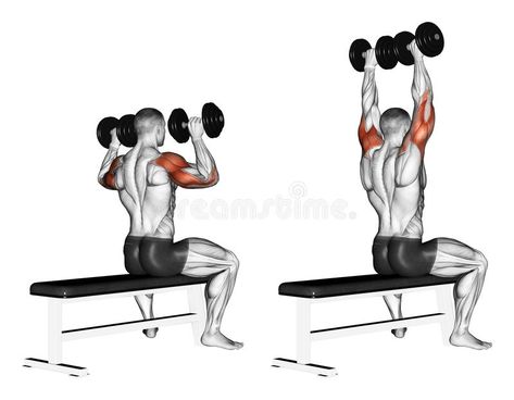 Exercising. Bench dumbbell sitting vector illustration Dumbbell Ab Workout, Push Day Workout, Dumbbell Shoulder Press, Best Shoulder Workout, Shoulder Training, Push Workout, Workout Pics, Chest Fly, Dumbell Workout