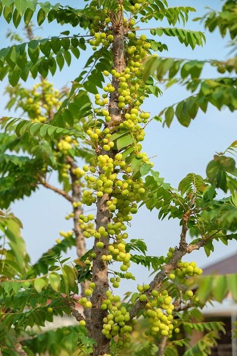 Growing Amla Tree | How to Grow Indian Gooseberry Amla Tree, Star Gooseberry, How To Grow Gooseberries, Gooseberry Tree, Gooseberry Fruit, Gooseberry Plant, Apple Clip Art, Food Forest Garden, Indian Gooseberry