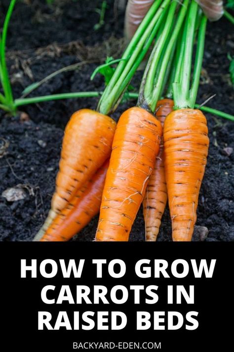 Plant Carrots, Grow Carrots, Canned Carrots, How To Plant Carrots, Carrot Gardening, Growing Carrots, Container Vegetables, Grow Food, Growing Veggies