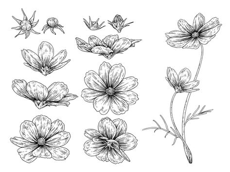 Cosmos flower Hand Drawn Sketch Botanical Elements Illustrations decorative set Cosmo Flower, Marigold Tattoo, Cosmos Tattoo, Flor Tattoo, Fungi Art, Flower Drawing Tutorials, Collage Art Projects, Cosmos Flowers, Leaf Drawing