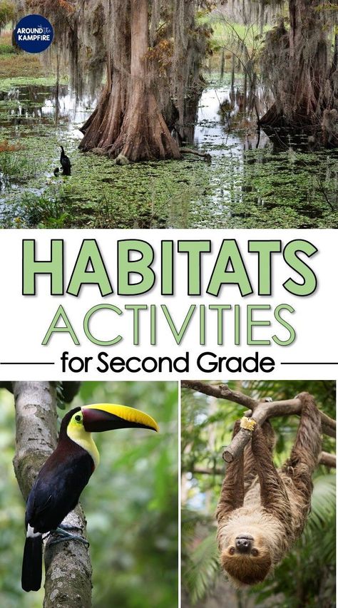 Creative and hands-on habitats activities for second grade science. Find teaching ideas, ready to use lessons, videos, and science experiments for kids, ideal for teaching 2nd grade habitats and ecosystems. Habitats Activities, Ecosystems Activities, Ecosystem Activities, 2nd Grade Science, Teaching 2nd Grade, Habitat Activities, Grade 2 Science, Second Grade Science, Science Experiments For Kids