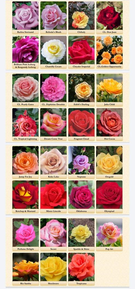 Red Rose Varieties, Indian Rose Flower, Varieties Of Roses, Different Roses Types, Types Of Roses Chart, Roses Types, Roses Names, Flowers And Their Names, Different Type Of Flowers