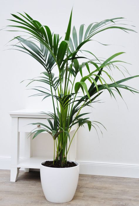 20 Beautiful Indoor Palm Trees To Create Your Home Oasis - Curbly Kentia Palm Indoors, Indoor Floor Plants, Contemporary Dining Room Decor, Indoor Palm, Cat Friendly Plants, Indoor Palm Trees, Mini Palm Tree, Kentia Palm, Indoor Palms