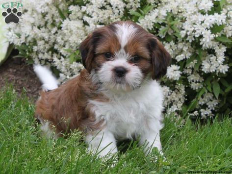 Cava-Tzu puppies for sale! The Cava-Tzu is a designer mixed breed between the Cavalier King Charles Spaniel and the Shih Tzu dog breeds. Greenfield Puppies, Beautiful Cats Pictures, Cavalier Puppy, Havanese Puppies, Pet Dogs Puppies, Cute Dog Pictures, Kitten Pictures, Cat Pictures, Shih Tzu Dog