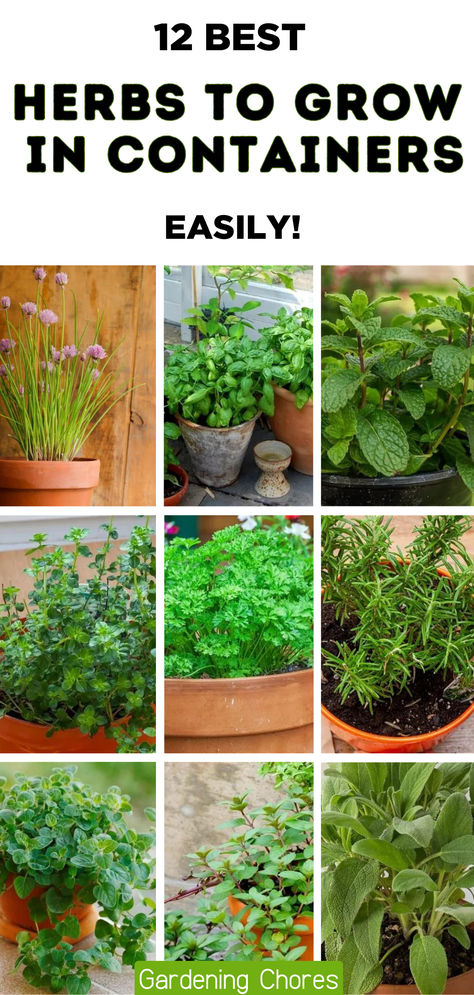 12 Of The Best Herbs To Grow In Pots And Containers Must Have Herbs In Garden, Herbs Container Garden, Back Deck Herb Garden, Herb Pots Outdoor Container Gardening, How To Grow Herbs Inside, Herbs For Garden, Growing Mint In Pots, How To Plant Herbs In Pots, How To Grow Herbs Outdoors