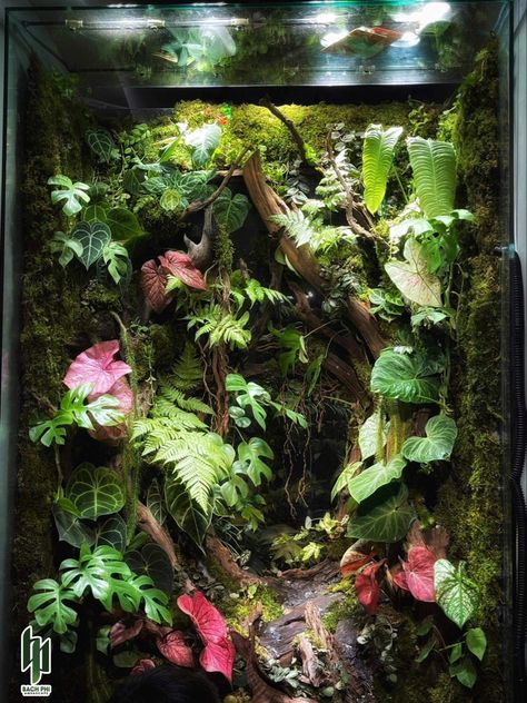 Rainforest Vivarium, Jungle Terrarium, Rainforest Terrarium, Dart Frog Tank, Frog Enclosure, Dart Frog Terrarium, Tree Frog Terrarium, Gecko Vivarium, Bioactive Vivarium