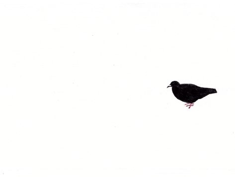 Bird Gif, Animated Gif, Gif, Walking, Animals