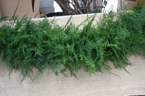 Plumosus / plumosa fern garland Fern Garland, Plumosa Fern, Fresh Garlands, Head Table Decor, Floral Runner, Dark Green Color, Wedding Tablescapes, Sweetheart Table, Woodland Wedding