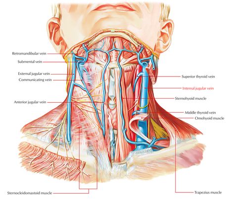 Internal Jugular Vein Anatomy Neck, Happy Birthday Mom Poems, Neck Muscle Anatomy, Detailed Anatomy, Jugular Vein, Sternocleidomastoid Muscle, Nurse Skills, Medical Assistant Student, Spinal Surgery