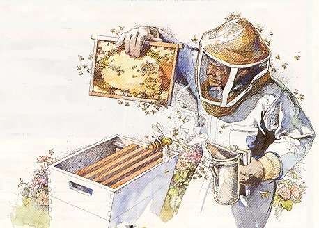 Somerset's 2014 Bee-School--taught by Runamuk's own beekeeper and farmer--Sam(antha) Burns. Beekeeping For Beginners, Raising Bees, Backyard Beekeeping, Bee Boxes, Bee Keeper, Mother Earth News, Golden Honey, Bee Art, Bees Knees