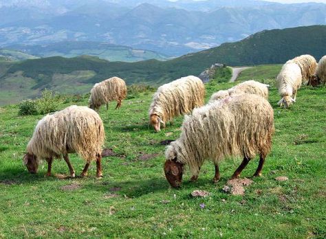 Dear Stew With Rice, Mutton Stew, Asturian, Beauty Planet, Northern Spain, Hungarian Recipes, The Camino, Human Male, Natural Resources