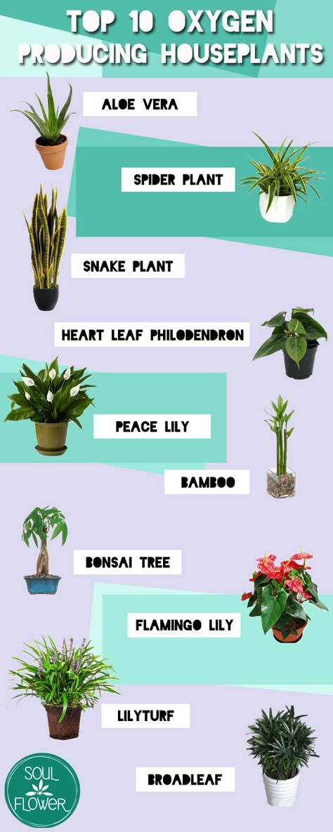 Trying to green up your indoor space and not sure where to start? Check out this list of ten oxygen producing plants that will bring a bit of the outdoors in! Soul Flower, an earth-loving clothing brand for kind souls and free spirits. Aloe Vera – Clears formaldehyde and benzene which are byproducts of chemical-based … Read more... Oxygen Plant, Tall Indoor Plants, Indoor Plants Low Light, Large Indoor Plants, Indoor Flowering Plants, Small Indoor Plants, Inside Plants, Best Indoor Plants, Air Purifying Plants