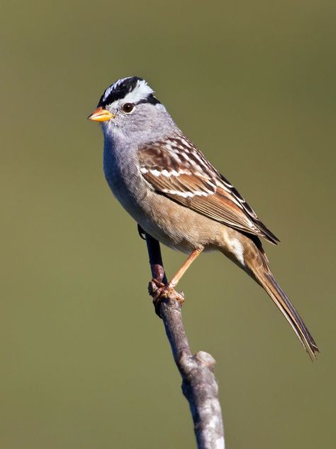 Winter Creatures, Arizona Birds, Bird Garland, Northern Canada, White Crown, Bird Photos, Sparrows, All Birds, Bird Photo