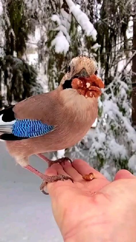 Hand Video, Snow Animals, Pete The Cat, Everyday Hacks, Winter Animals, Pet Bird, Backyard Birds, Animal Stories, Exotic Birds