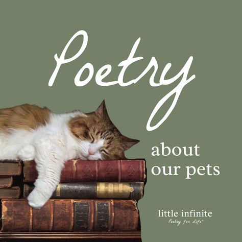 What better way to express your fondness for your four-legged friends than through poetry? Poems on pets have been around for centuries, and they continue to captivate the hearts of animal lovers worldwide. Cat Poems Short, Pet Poems, Cat Poems, Classic Poems, Friend Poems, Best Friend Poems, Best Poems, Poems Beautiful, If Rudyard Kipling