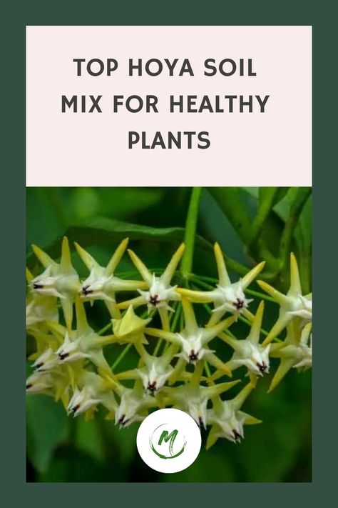 Discover the ideal soil mix for your Hoya plant through our comprehensive guide. Whether you prefer to create your own blend or opt for pre-packaged options, guarantee the thriving growth of your beloved plant. Orchid Bark, Healthy Diet Tips, Healthy Living Tips, Health Advice, Plant Growth, Types Of Soil, Plant Needs, Diet Tips, Healthy Plants