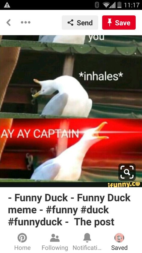 Funny meme inhaling seagull Funny Duck, A Duck, Some Funny Jokes, Internet Funny, Funny Meme, Helluva Boss, Save Yourself, Funny Jokes, Funny Memes