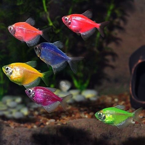 GloFish Tetra - Assorted - Gorgeous Freshwater Tropical Fish - Glo-Fish Neon Tetra Fish, Glow Fish, Tetra Fish, Ikan Air Tawar, Neon Tetra, Different Fish, Freshwater Aquarium Fish, Pet Fish, Fishing Decor