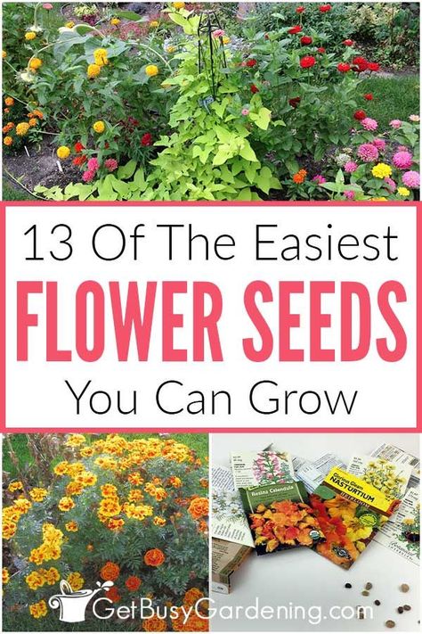 Growing Flowers From Seeds In Greenhouse, Seed Flower Garden, Spring Seeds To Plant, Easy Seeds To Grow With Kids, Starting A Flower Garden For Beginners, Easiest Plants To Grow From Seed, Flowers For Beginners Gardening, Grow Seeds Indoors, Flowers To Grow In A Greenhouse