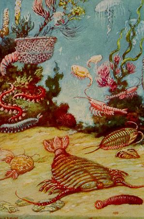 The Precambrian Era began about 4570 million years ago. The time period began due to the Earth's formation. The Archean period was the first period too occur during this era. Earth, during... Precambrian Era, Scary Sea Creatures, Sea Plants, Prehistoric World, Ancient Animals, Prehistoric Art, First Period, Paleo Art, Prehistoric Creatures