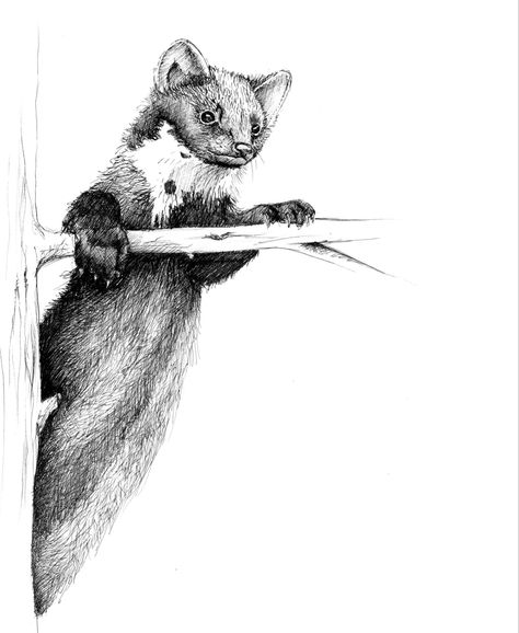 Pine Marten Drawing, Pine Marten Tattoo, Marten Drawing, Marten Tattoo, Martin Animal, Wildlife Sketches, Hotel Mountain, How To Draw Fur, Watercolor Pencil Art