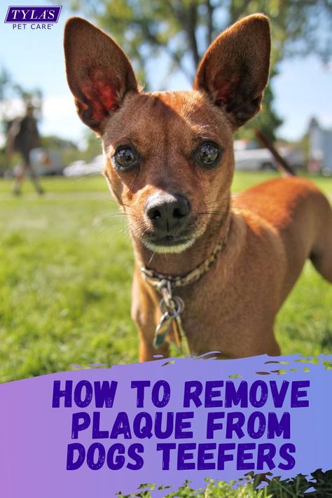 How To Remove Plaque, Dog Teeth Care, Plaque Teeth, Dogs Teeth, Bad Teeth, Dog Breath, Tooth Removal, Plaque Removal, Dog Toothbrush