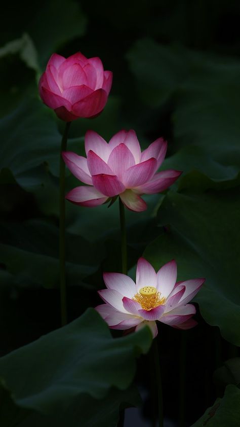 Lotus Flower Wallpaper, Lotus Wallpaper, Lotus Flower Pictures, Lotus Flower Art, Wallpaper Nature Flowers, Flower Therapy, Beautiful Flowers Wallpapers, Flower Art Painting, Jolie Photo