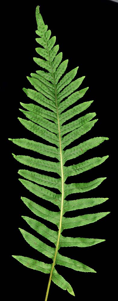 Polypodium glycyrrhiza - Licorice Fern. Leaf blade not leathery, deciduous; surface +/- matte, apple green; horizontal stems green, tan, or brown. Apex of blade segments generally long tapered. Stems taste sweet. Jungle Temple, Dinosaur Age, Fern Tattoo, Game Textures, Fern Leaf, Futuristic City, Apple Green, Native Plants, Licorice