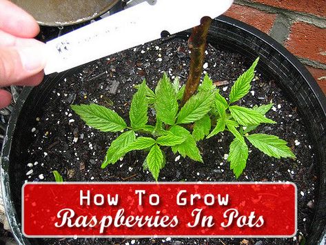 How To Grow Raspberries In Pots... #gardening #containergardening #homestead #homesteading Grow Raspberries In Containers, Grow Raspberries In Pots, Raspberry In Pots, How To Grow Raspberries In A Pot, Diy Pig Feeder, Raspberries In Pots, How To Grow Raspberries, Grow Raspberries, Raspberry Trellis