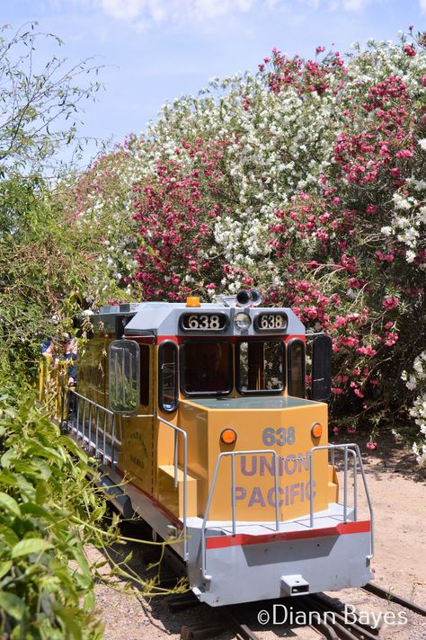 Union Pacific train in crape myrtles at Schnepf Farms in Queen Creek, Arizona  www.eccentricnomads.com Schnepf Farms, Arizona Bucket List, Queen Creek Arizona, Union Pacific Train, Crape Myrtle, Bucket List, Arizona, Train, Queen