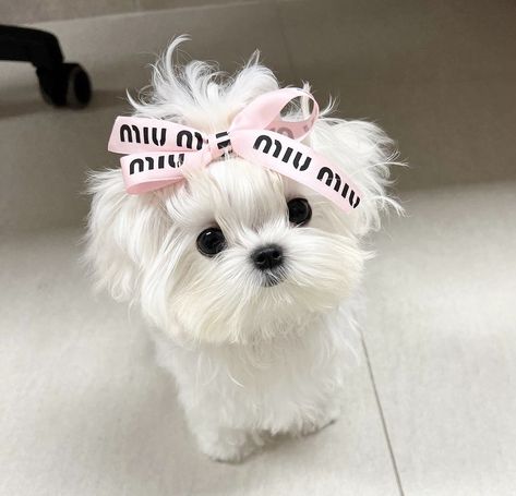 Cute Fluffy Dogs, Cute Small Dogs, Cute Dog Wallpaper, Fluffy Dog, Cute Dogs Images, Very Cute Puppies, Super Cute Puppies, Cute Animals Puppies, Very Cute Dogs