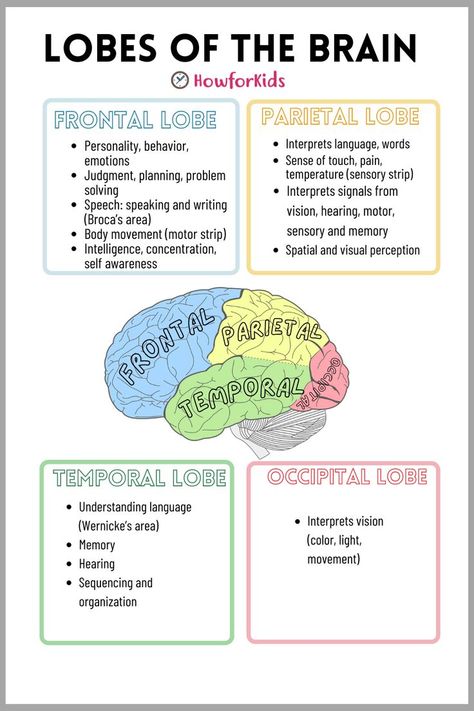 The Human Brain is "a control center" that commands our entire organism. Anatomy For Kids, Nervous System Parts, Sense Organs, Nervous System Anatomy, Brain Nervous System, Brain Parts, Psychology Notes, Nursing School Essential, Occupational Therapy Assistant