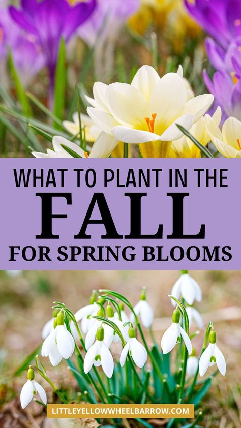 Learn what to plant in the fall for amazing spring flowers! What are the best perennial flower bulbs to plant in the fall? Learn our best tips for planning your Fall garden bulbs for spring. These are the best flower bulbs to plant in the Fall. Planting these bulbs in autumn sets the stage for a stunning spring and early summer show display that will leave you in awe. They’re easy to grow and require minimal maintenance, making them perfect for both seasoned gardeners and beginners alike. Planting Spring Bulbs In Fall, Best Bulbs To Plant In The Fall, Flowers That Bloom In Spring, Flowers To Plant In Fall, Spring Planting Flowers, Planting In The Fall, Fall Flowers To Plant, Autumn Flowering Plants, Spring Flowers Garden