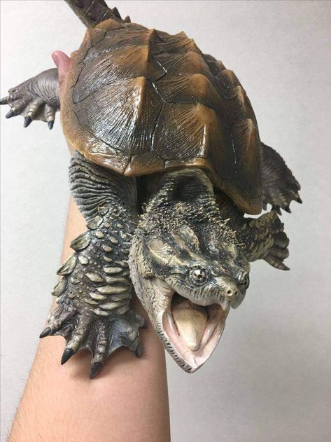 Snap Turtle, Alligator Snapping Turtle, Animal Infographic, Tiny Tim, Snapping Turtle, Aquatic Turtles, Amazing Animal Pictures, Cute Reptiles, Interesting Animals