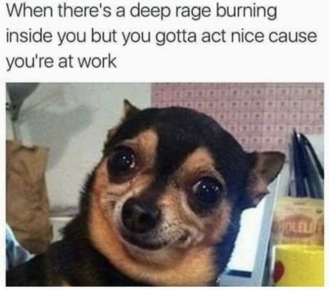 Workplace Memes, Nursing Memes, Work Memes, Funny Animal Memes, Nurse Humor, Work Humor, Work Quotes, What’s Going On, Dog Memes