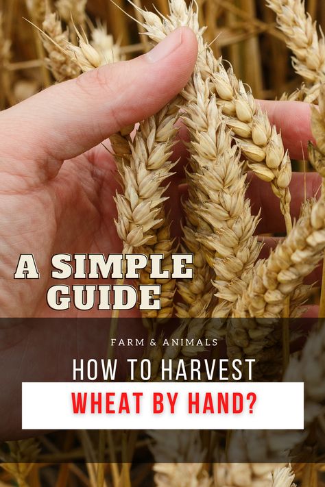 Growing Wheat, Sustainable Homestead, Bulgur Wheat, Garden Prepping, Outdoor Herb Garden, Different Fruits And Vegetables, Growing Fruit Trees, Homesteading Diy, Homestead Farm