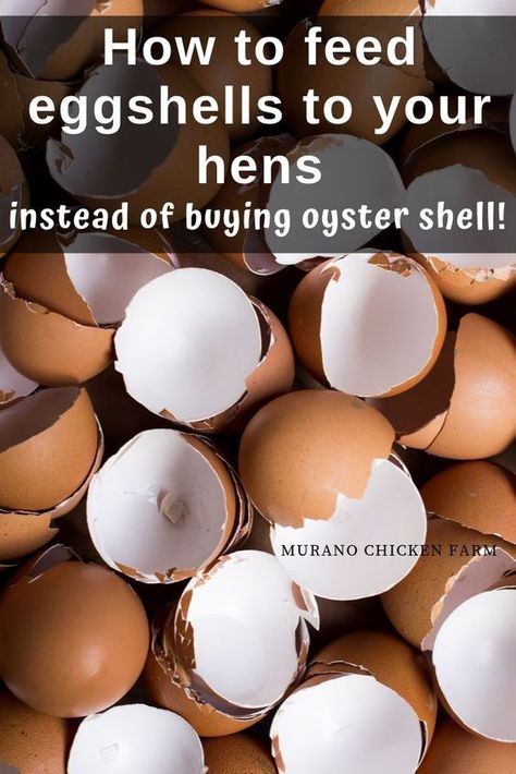 Chicken Coop Extras, Baking Eggshells For Chickens, How To Feed Egg Shells To Chickens, Egg Shells For Chicken, How To Bake Egg Shells For Chickens, Cooking Egg Shells For Chickens, What To Feed Chickens For Best Eggs, Egg Shells For Chickens Hens, Chicken Egg Organizer