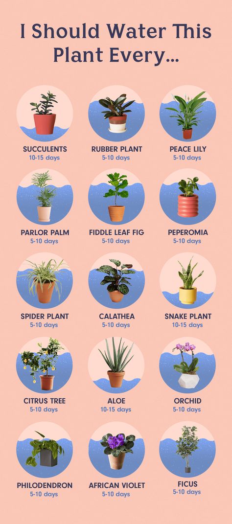 Easy Plants for Staging a House: The Black Thumb’s Guide Plants In Pots, نباتات منزلية, Household Plants, Plant Care Houseplant, Inside Plants, Growing Plants Indoors, Best Indoor Plants, Patio Plants, House Plants Decor