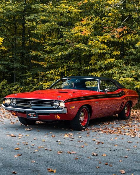 1971 Dodge Challenger R/T HEMI - 1 of 70 built in that year - Legendary Motorcar Company Car Safety Tips, 1971 Dodge Challenger, Ragdoll Cat Breed, Dodge Muscle Cars, Mustang Convertible, Stranger Things Characters, Pony Car, Hybrid Car, Pretty Cars