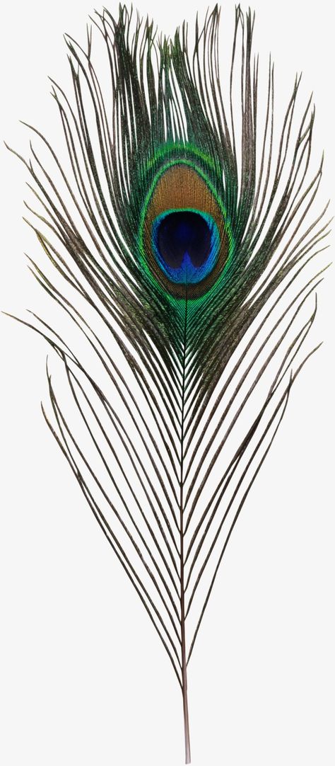 Feather Png, How To Make Canvas, Peacock Feather Art, Peacock Tattoo, Feather Drawing, Birthday Things, Peacock Painting, Animal Print Wallpaper, Peacock Pattern