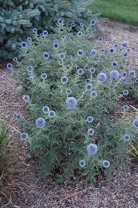 globe thistle Blue Globe Thistle, Globe Thistle, Landscape Nursery, Green House Design, Low Water Gardening, Blue Glow, Herbaceous Perennials, Woodland Garden, Landscaping Plants