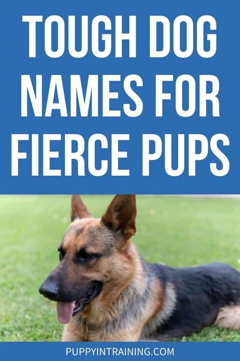 Best Tough Dog Names For Fierce Pups Tough Dog Names Boys, Strong Dog Names Male, German Shepherd Names Male, Cool Dog Names Boys, Strong Dog Names, Tough Dog Names, Big Dog Names, Boxer Dog Names, Dogs Names List