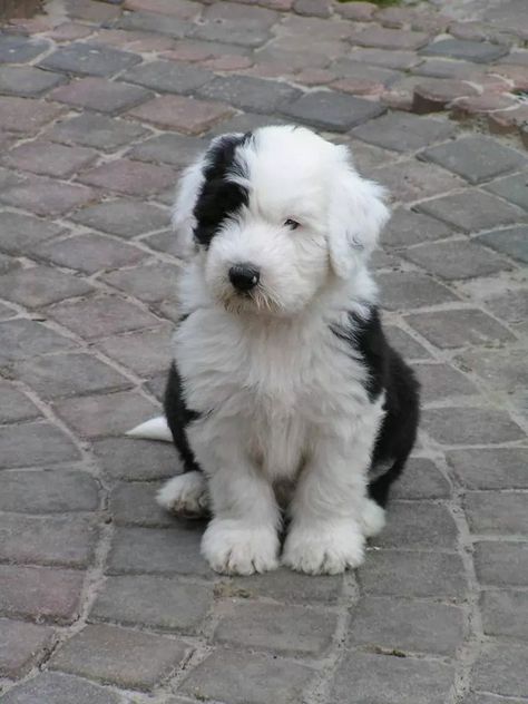 English Sheepdog Puppy, Dog Videos Funny, Funny Dog Quotes, Old English Sheepdog Puppy, Sheepadoodle Puppy, Dog Quotes Funny, Funny Dog Memes, English Sheepdog, Old English Sheepdog