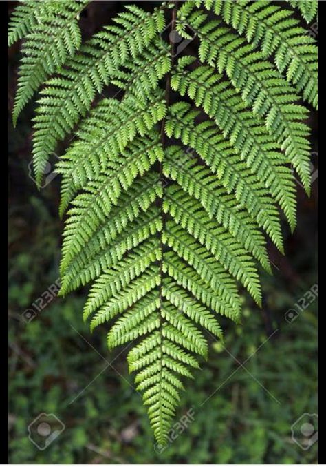 silver fern Punga Tree, Fern Photography, Tree Fern, Silver Fern, Jewellery Inspiration, Silver Tree, Painting Art Projects, Photo Images, Silver Jewellery