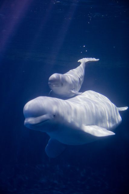 Baby Beluga, Beluga Whales, Animal Spirit Guide, Shedd Aquarium, Animal Spirit Guides, Animal Medicine, Animal Guides, Beluga Whale, Marine Mammals