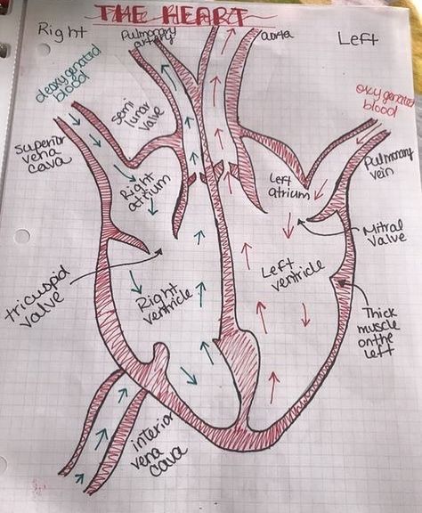 6,081 Likes, 37 Comments - Medical Doctors Worldwide (@medical.doctors) on Instagram: “Structure of the heart . . . . . #cardiology #physiology #cardiologist #doctor #anatomy” Surgeon Notes, Memes Nursing, Med School Student, Nursing Pictures, Gcse Revision, Medical Notes, Funny Nursing, Nurse Study Notes, Nursing Student Tips