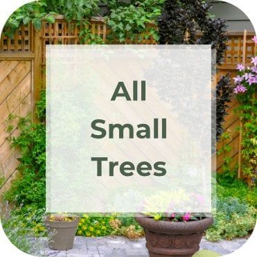 Small Garden Trees Small Backyard Trees, Small Garden Trees, Trees For Small Gardens, Small Ornamental Trees, Small Trees For Garden, Patio Fruit Trees, Small Outdoor Patios, Patio Trees, Fruit Bushes